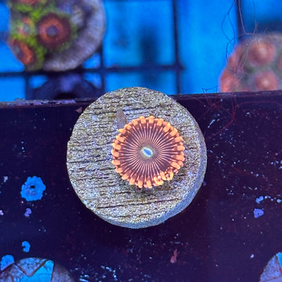 Pink BB Zoanthid