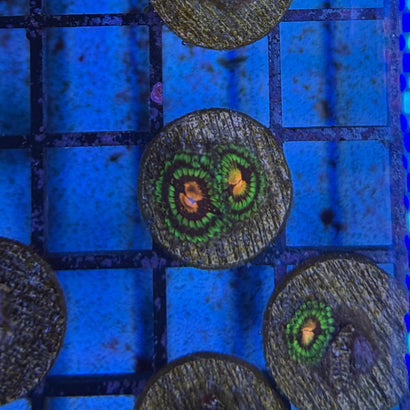 Pirate’s Booty Zoa