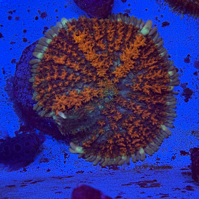 Orange Blossom Pincushion Mushroom