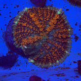 Orange Blossom Pincushion Mushroom