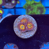 Krak Gods Zoanthid