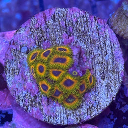 Great Owl Zoa (2-3 polyp frag)