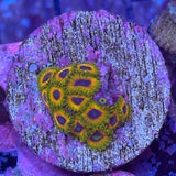 Great Owl Zoa (2-3 polyp frag)