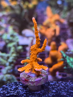 ACI Manilla Spy Montipora