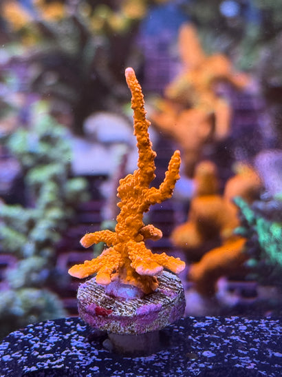 ACI Manilla Spy Montipora
