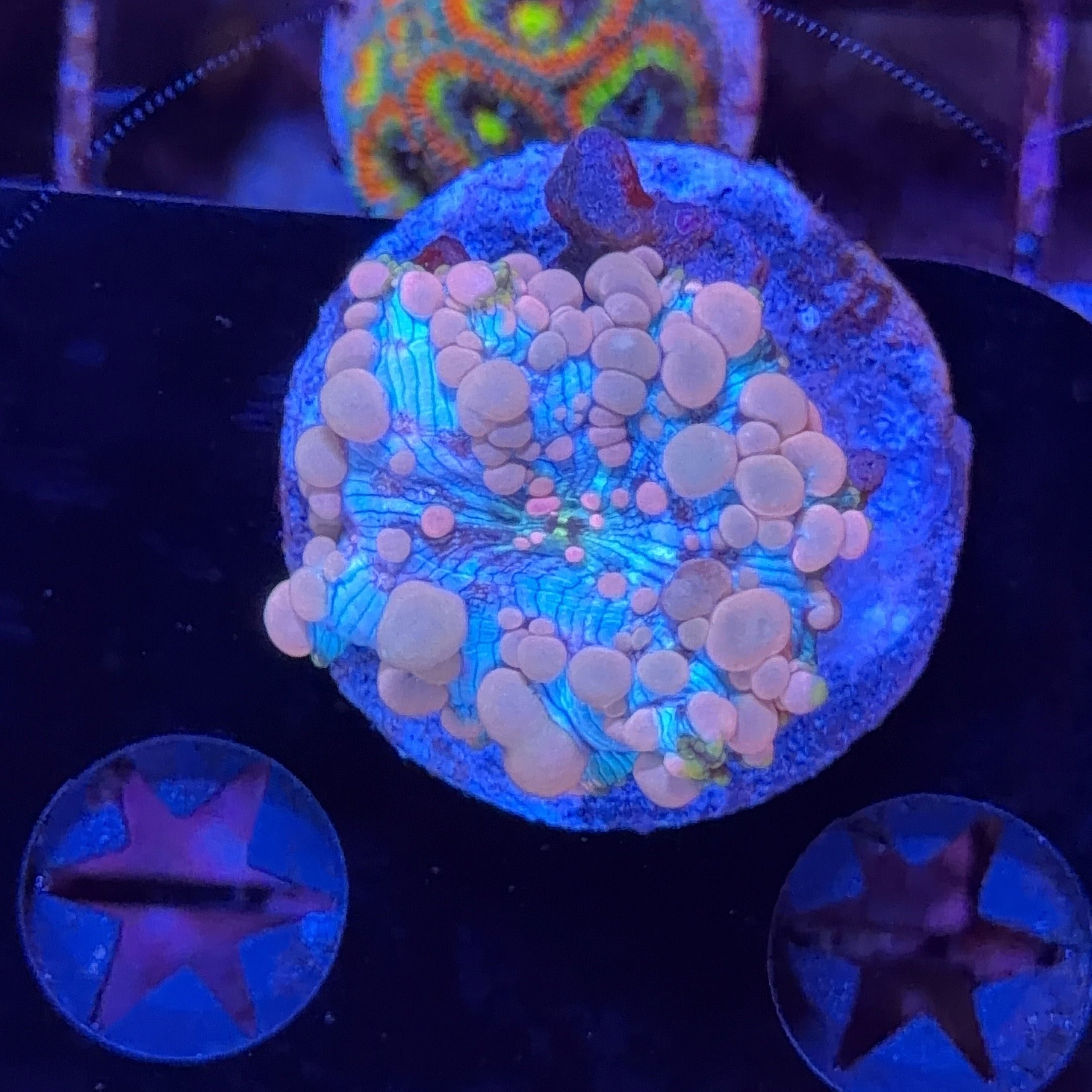 Neptune Bounce