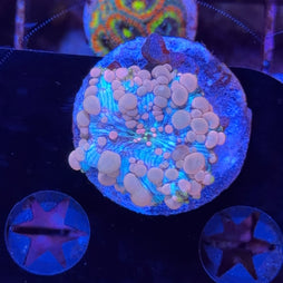 Neptune Bounce