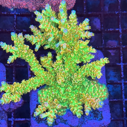 RCA Wrecking Ball Acropora Coral