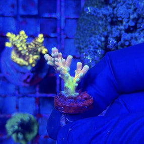 RRC Jaw Dropper Acropora