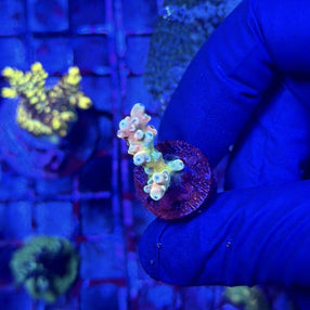 RRC Jaw Dropper Acropora
