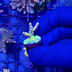 RRC Jaw Dropper Acropora