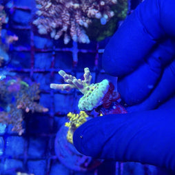 RRC Jaw Dropper Acropora