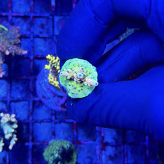 RRC Jaw Dropper Acropora