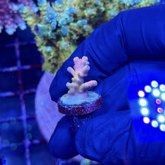 RRC Jaw Dropper Acropora