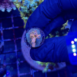 RRC Jaw Dropper Acropora