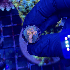 RRC Jaw Dropper Acropora