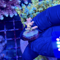 RRC Jaw Dropper Acropora