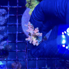 RRC Jaw Dropper Acropora