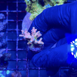 RRC Jaw Dropper Acropora