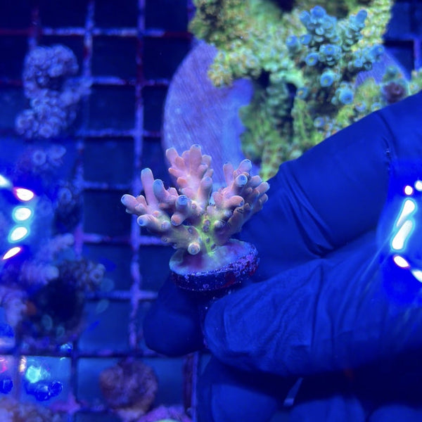 RRC Jaw Dropper Acropora – Reefco Aquariums