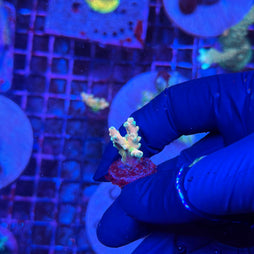 RRC Jaw Dropper Acropora