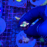 RRC Jaw Dropper Acropora
