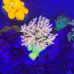 RRC Jaw Dropper Acropora Coral