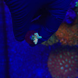 RRC Jaw Dropper Acropora