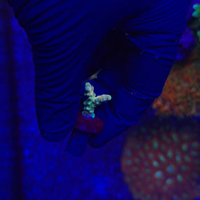 RRC Jaw Dropper Acropora