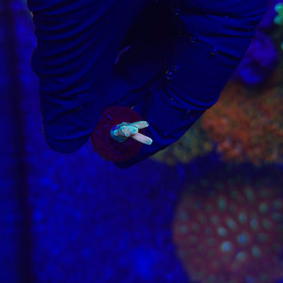 RRC Jaw Dropper Acropora