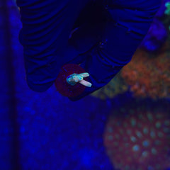 RRC Jaw Dropper Acropora