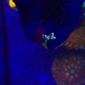 RRC Jaw Dropper Acropora