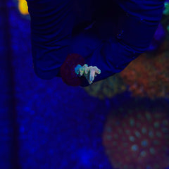 RRC Jaw Dropper Acropora