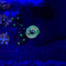 RRC Jaw Dropper Acropora