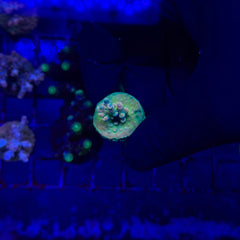 RRC Jaw Dropper Acropora