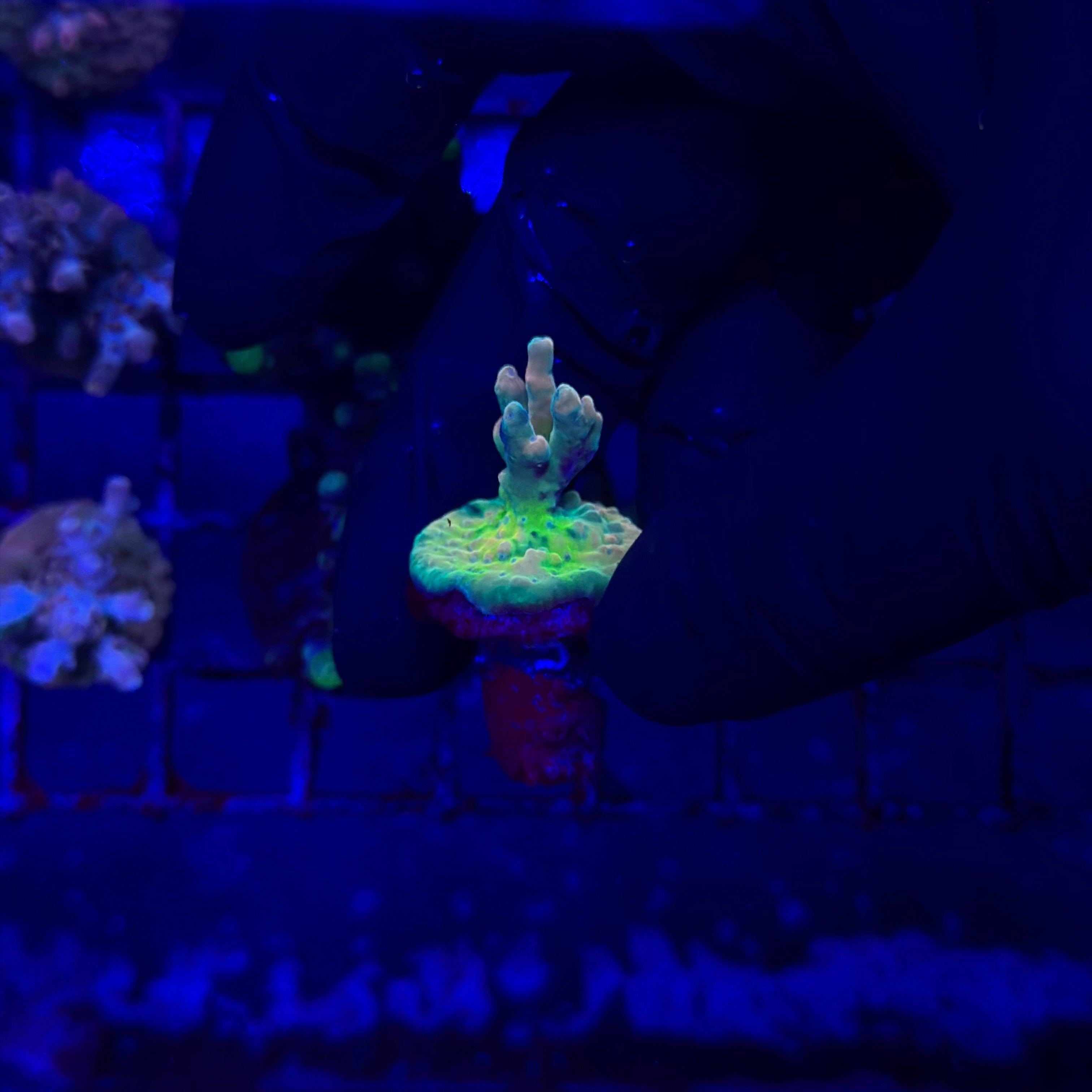 RRC Jaw Dropper Acropora