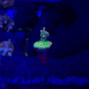 RRC Jaw Dropper Acropora