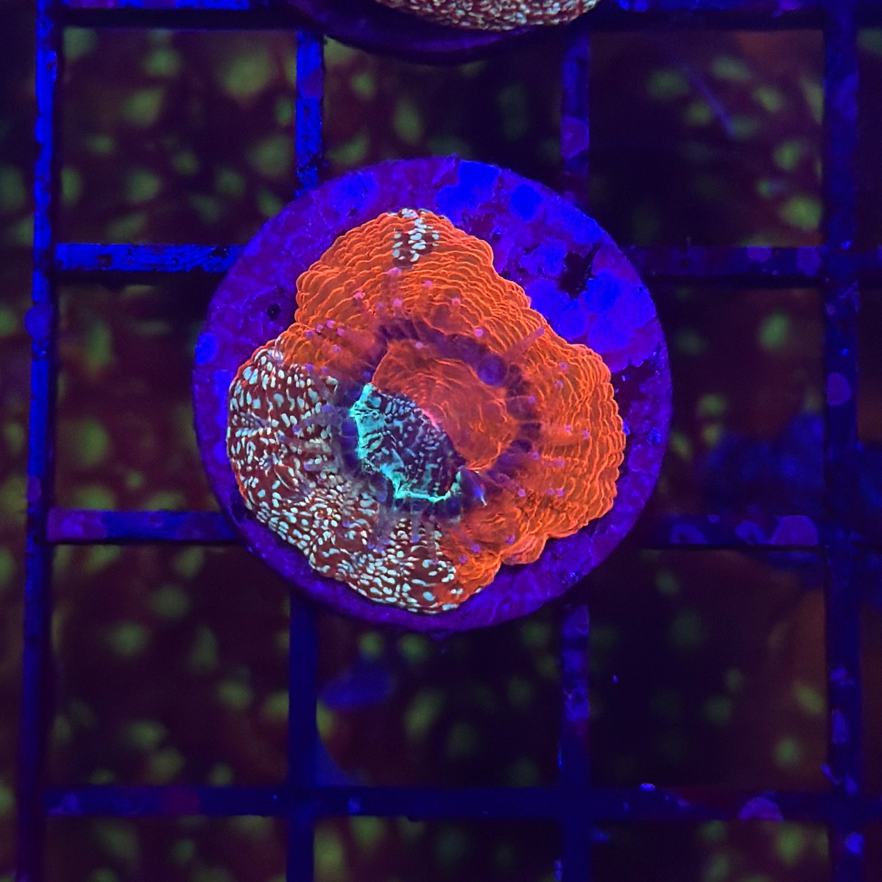 Two live coral frags under blue LED lighting on a grid tray, showing vibrant orange, purple, and green fluorescent colors.