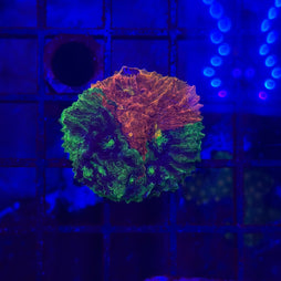 A round, textured decorative object with a split fluorescent color design, featuring orange on one side and green on the other, set against a dark blue grid background under UV lighting.
