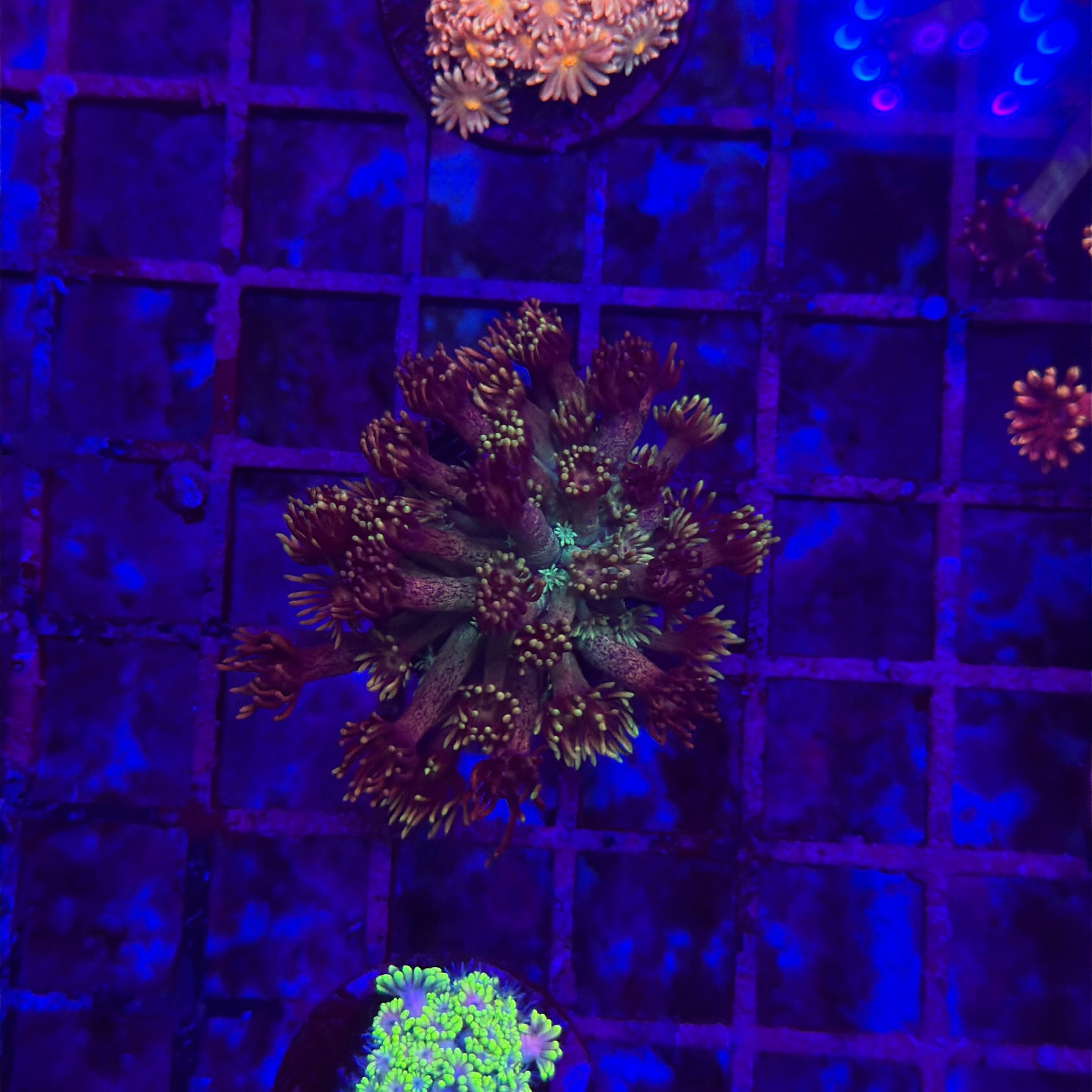 Three live coral polyps, likely soft corals, displayed under blue LED aquarium lighting on a tiled surface. The center coral is dark brown with bright yellow-gold tentacles, flanked by a peach-pink coral on the left and a glowing neon green coral on the right.