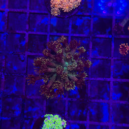 Three live coral polyps, likely soft corals, displayed under blue LED aquarium lighting on a tiled surface. The center coral is dark brown with bright yellow-gold tentacles, flanked by a peach-pink coral on the left and a glowing neon green coral on the right.