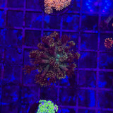 RCA Mamba Goniopora Coral