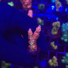 A small coral fragment with pink and orange branching structures held by a gloved hand under blue aquarium lighting, with a reef rack blurred in the background.