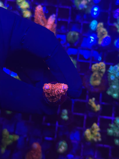 A small coral fragment with bright purple and orange polyps is held between gloved hands against a dark blue reef tank background filled with other corals under UV lighting.