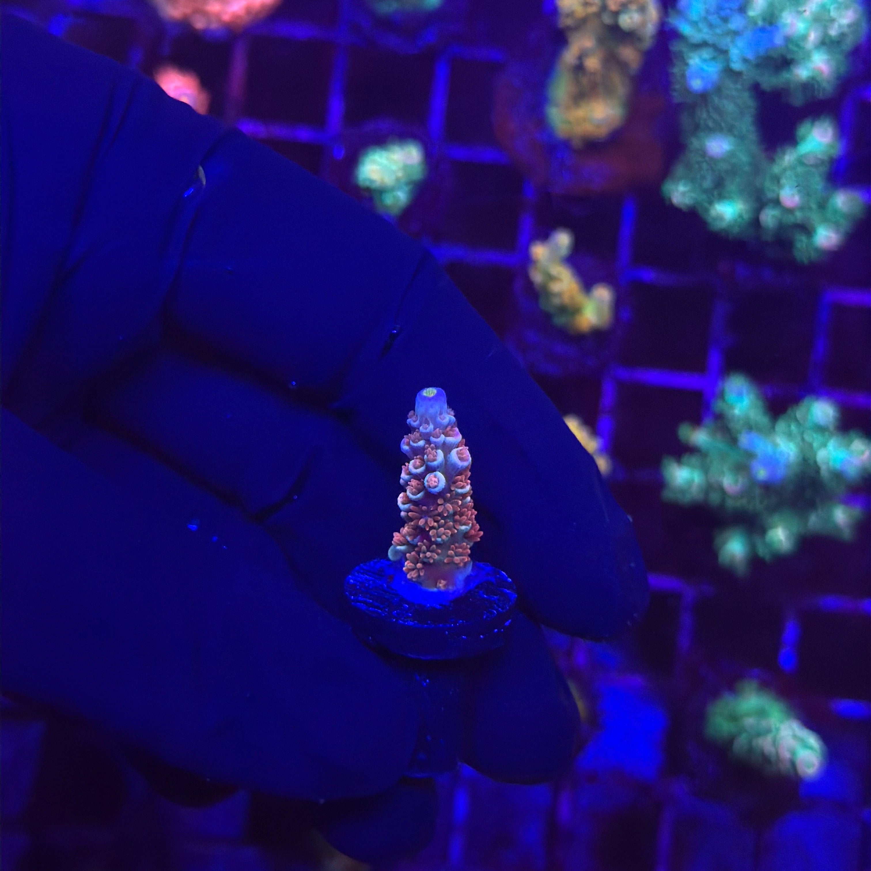 TGC Cherry Bomb Tenuis Acropora Coral
