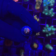 TGC Cherry Bomb Tenuis Acropora Coral