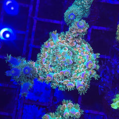RCA Tidalwave Malaysian Tenuis Acropora Coral