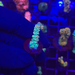 RCA Tidalwave Malaysian Tenuis Acropora Coral