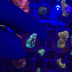 RCA Tidalwave Malaysian Tenuis Acropora Coral