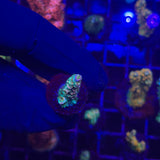 RCA Tidalwave Malaysian Tenuis Acropora Coral